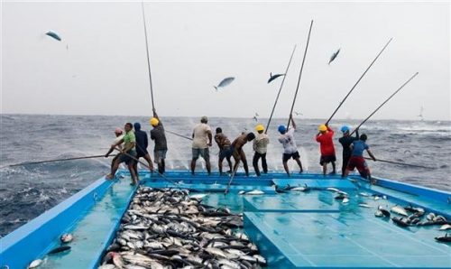 Pole and Line Fishermen Catch Tuna