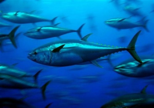 Bluefin tuna - Mediterranean 2006